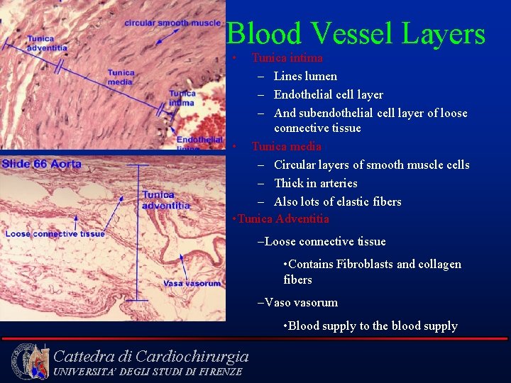 Blood Vessel Layers • Tunica intima – Lines lumen – Endothelial cell layer –