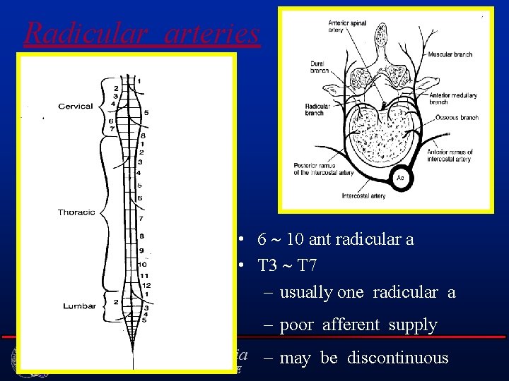 Radicular arteries • 6 10 ant radicular a • T 3 T 7 –