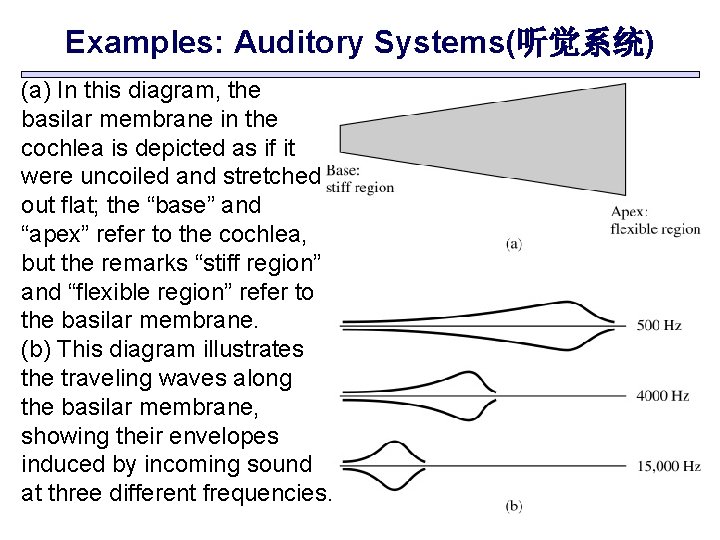 Examples: Auditory Systems(听觉系统) (a) In this diagram, the basilar membrane in the cochlea is
