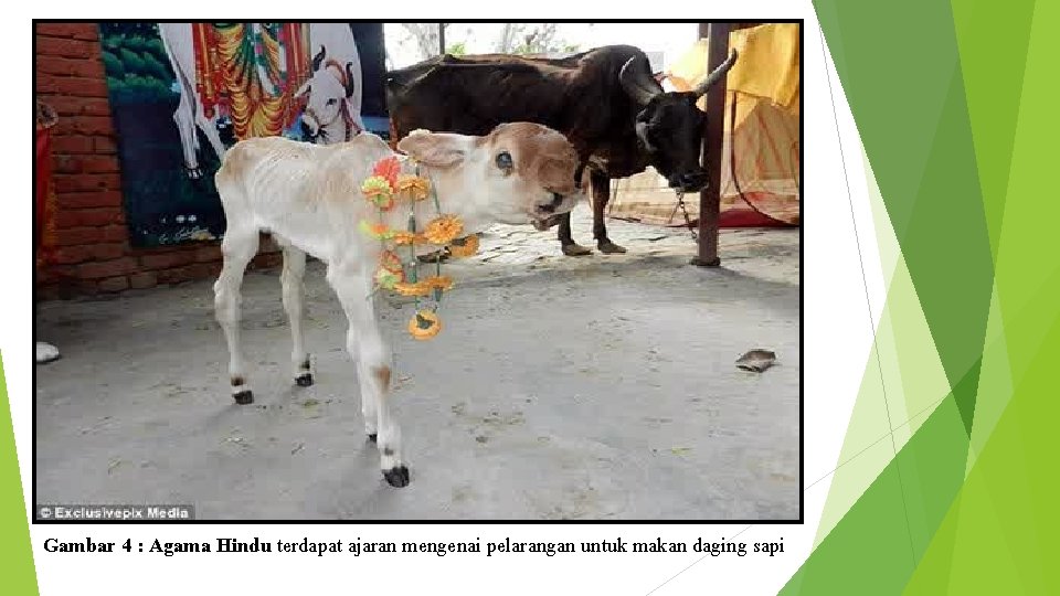 Gambar 4 : Agama Hindu terdapat ajaran mengenai pelarangan untuk makan daging sapi 