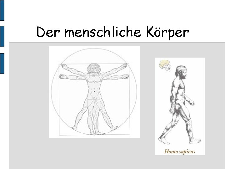 Der menschliche Körper 