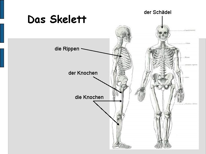 Das Skelett die Rippen der Knochen die Knochen der Schädel 