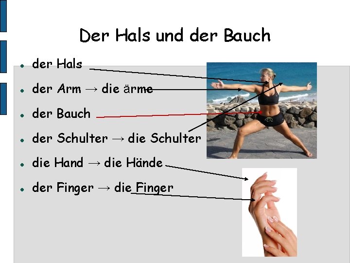 Der Hals und der Bauch der Hals der Arm → die ärme der Bauch