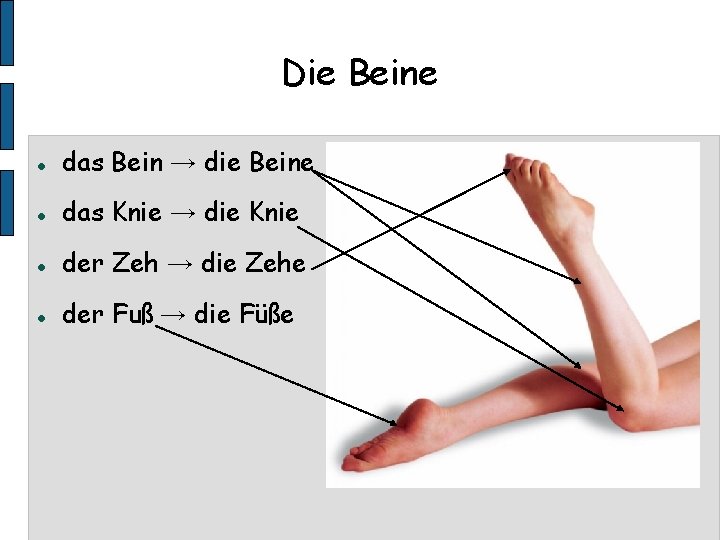 Die Beine das Bein → die Beine das Knie → die Knie der Zeh