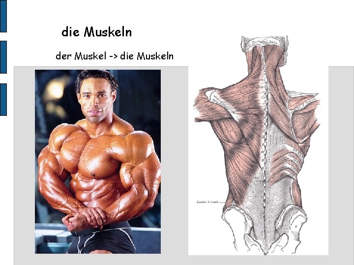 die Muskeln der Muskel -> die Muskeln 