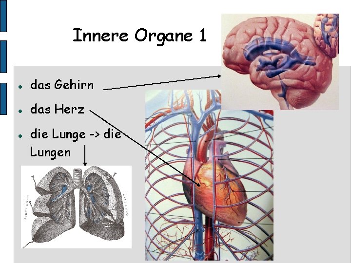 Innere Organe 1 das Gehirn das Herz die Lunge -> die Lungen 