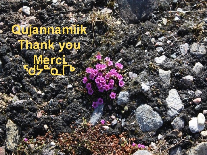 Qujannamiik Thank you Merci ᖁᔭᓐᓇᒦᒃ 15 