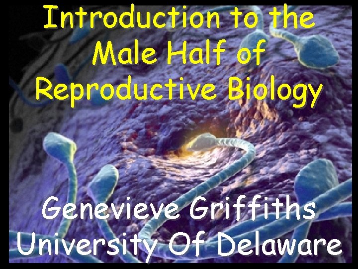 Introduction to the Male Half of Reproductive Biology Genevieve Griffiths University Of Delaware 