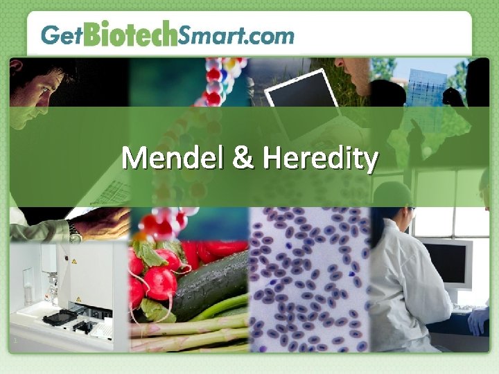 Mendel & Heredity 1 