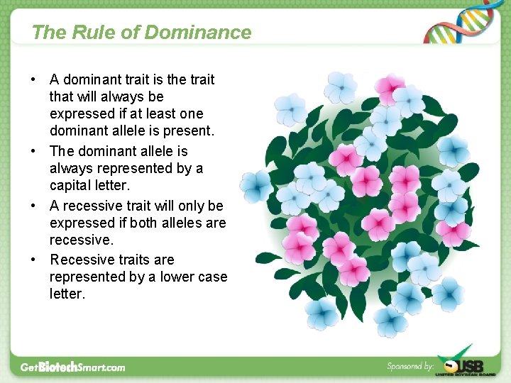 The Rule of Dominance • A dominant trait is the trait that will always