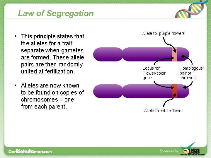 Law of Segregation • This principle states that the alleles for a trait separate