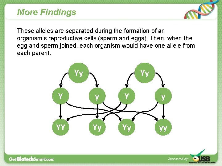 More Findings These alleles are separated during the formation of an organism’s reproductive cells