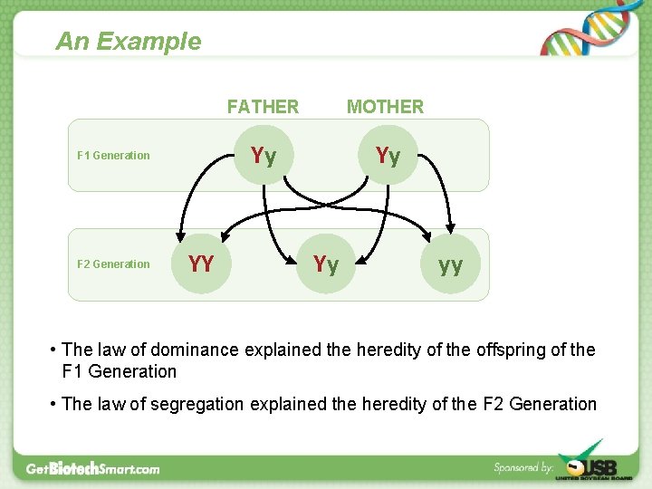 An Example F 1 Generation F 2 Generation YY FATHER MOTHER Yy Yy Yy