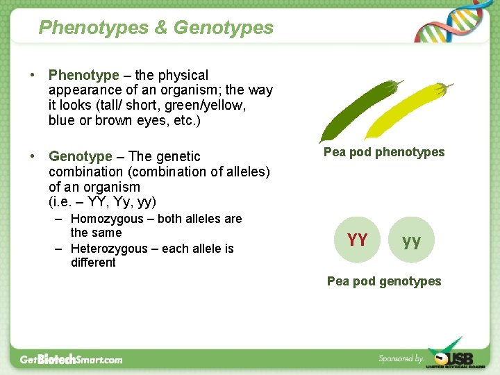 Phenotypes & Genotypes • Phenotype – the physical appearance of an organism; the way