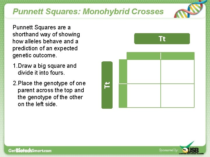 Punnett Squares: Monohybrid Crosses Punnett Squares are a shorthand way of showing how alleles