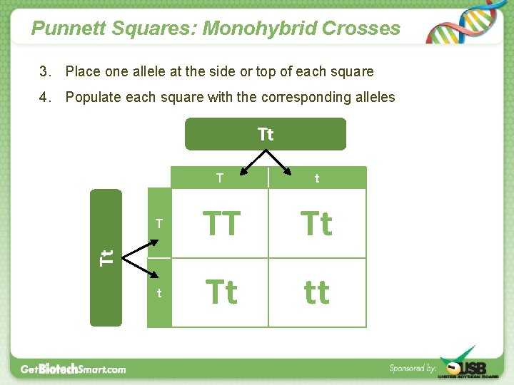 Punnett Squares: Monohybrid Crosses 3. Place one allele at the side or top of