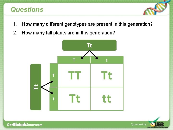 Questions 1. How many different genotypes are present in this generation? 2. How many