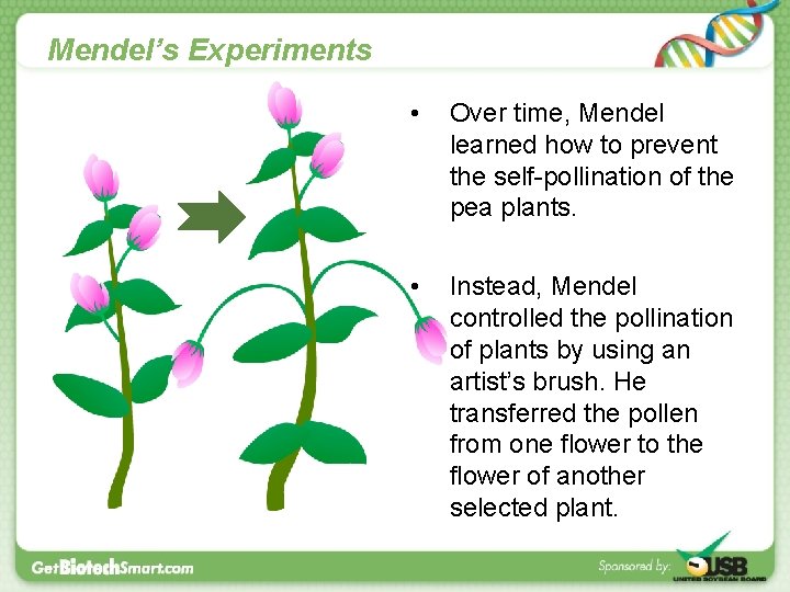 Mendel’s Experiments • Over time, Mendel learned how to prevent the self-pollination of the