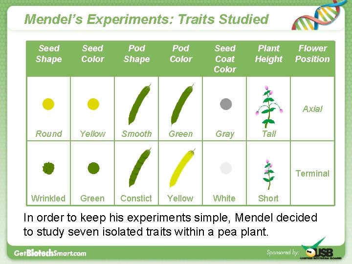 Mendel’s Experiments: Traits Studied Seed Shape Seed Color Pod Shape Pod Color Seed Coat