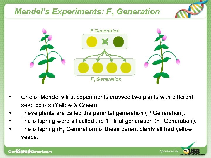 Mendel’s Experiments: F 1 Generation P Generation F 1 Generation • • One of