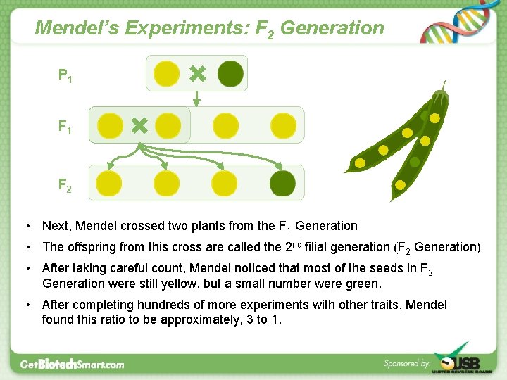 Mendel’s Experiments: F 2 Generation P 1 F 2 • Next, Mendel crossed two