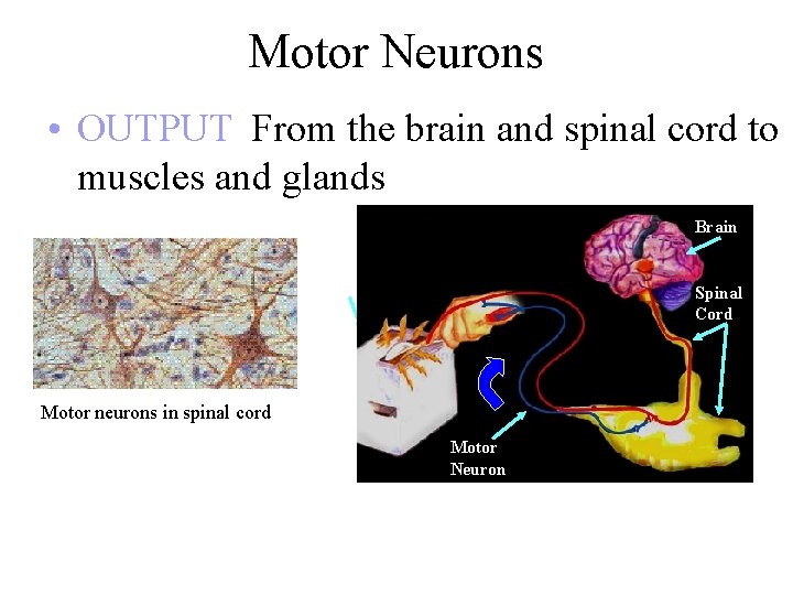 Motor Neurons • OUTPUT From the brain and spinal cord to muscles and glands