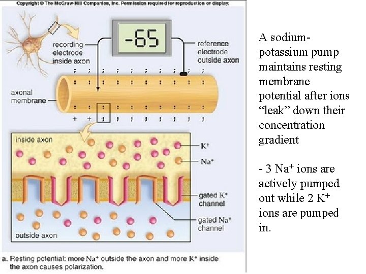 A sodiumpotassium pump maintains resting membrane potential after ions “leak” down their concentration gradient