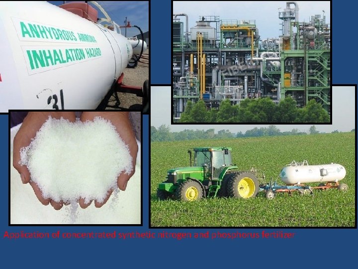 Application of concentrated synthetic nitrogen and phosphorus fertilizer 
