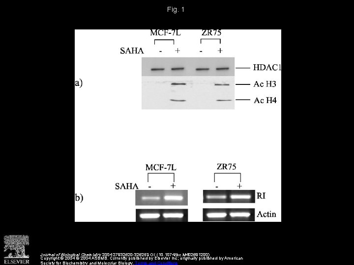 Fig. 1 Journal of Biological Chemistry 2004 27932620 -32625 DOI: (10. 1074/jbc. M 402691200)