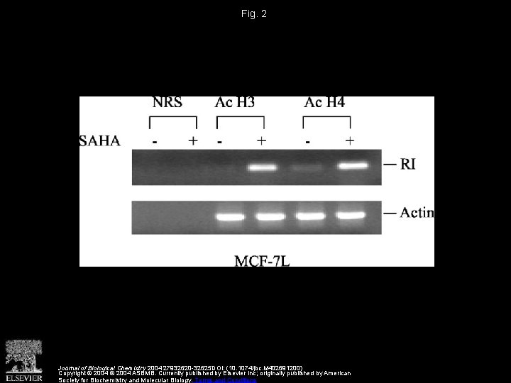 Fig. 2 Journal of Biological Chemistry 2004 27932620 -32625 DOI: (10. 1074/jbc. M 402691200)