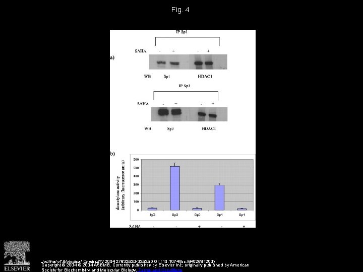 Fig. 4 Journal of Biological Chemistry 2004 27932620 -32625 DOI: (10. 1074/jbc. M 402691200)