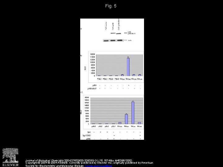 Fig. 5 Journal of Biological Chemistry 2004 27932620 -32625 DOI: (10. 1074/jbc. M 402691200)