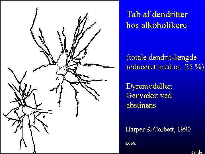 Tab af dendritter hos alkoholikere (totale dendrit-længde reduceret med ca. 25 %) Dyremodeller: Genvækst