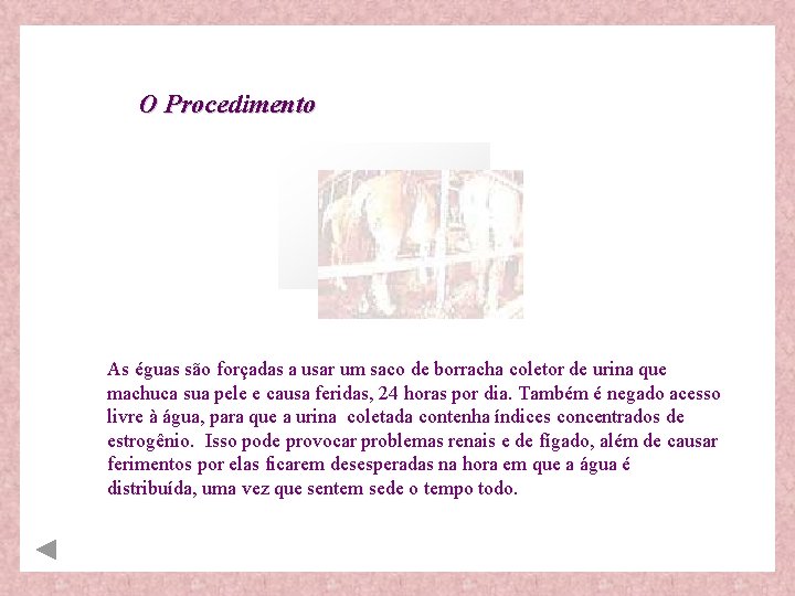 O Procedimento As éguas são forçadas a usar um saco de borracha coletor de