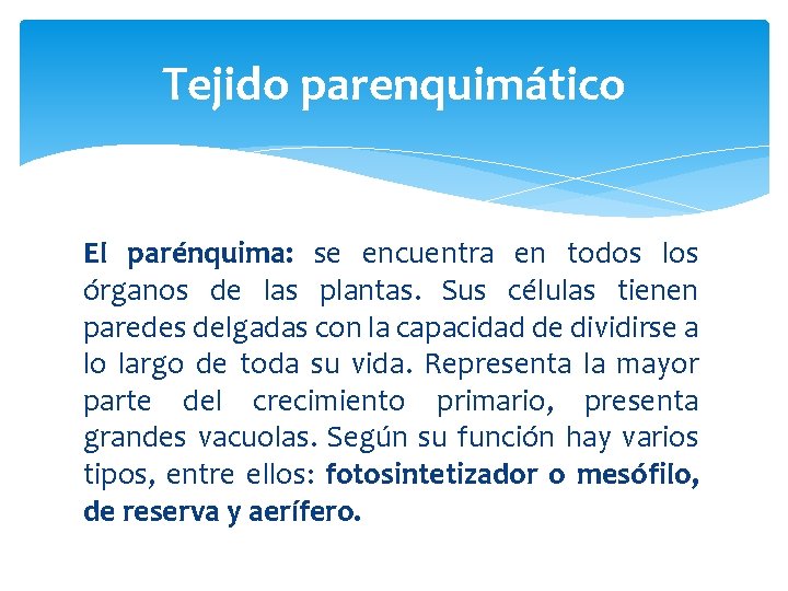 Tejido parenquimático El parénquima: se encuentra en todos los órganos de las plantas. Sus