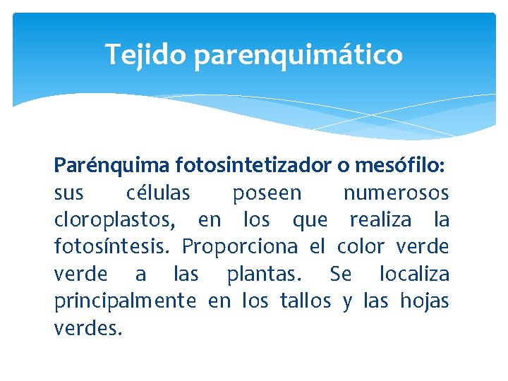 Tejido parenquimático Parénquima fotosintetizador o mesófilo: sus células poseen numerosos cloroplastos, en los que