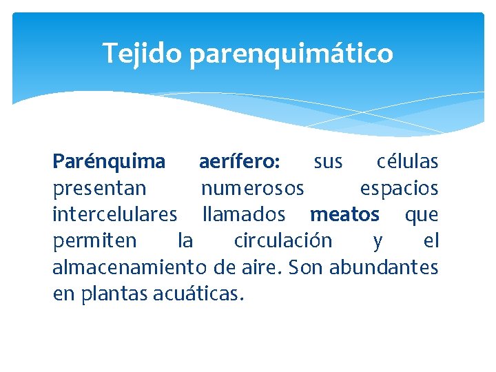 Tejido parenquimático Parénquima aerífero: sus células presentan numerosos espacios intercelulares llamados meatos que permiten