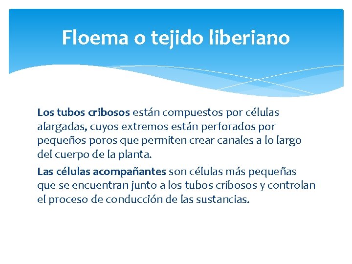 Floema o tejido liberiano Los tubos cribosos están compuestos por células alargadas, cuyos extremos