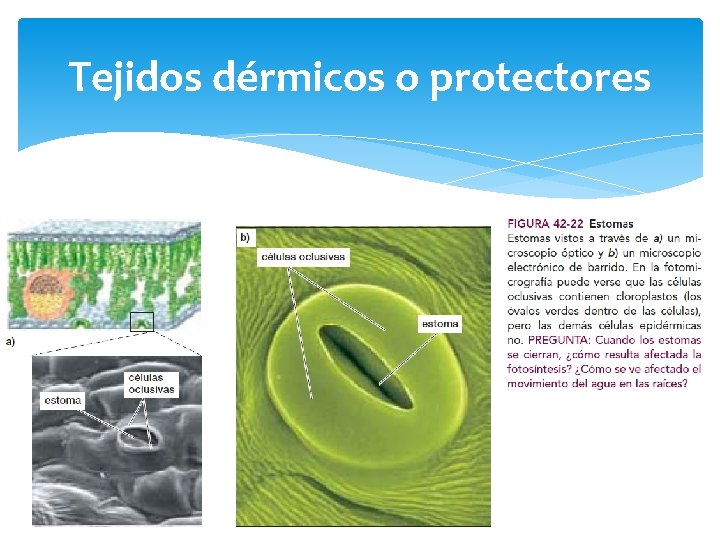 Tejidos dérmicos o protectores 