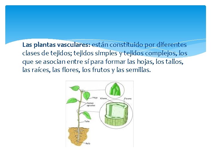 Las plantas vasculares: están constituido por diferentes clases de tejidos; tejidos simples y tejidos