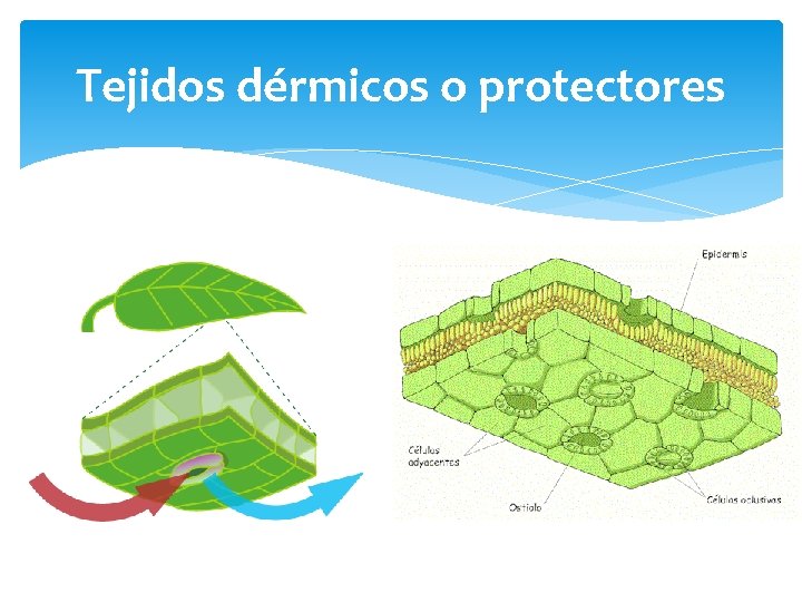 Tejidos dérmicos o protectores 