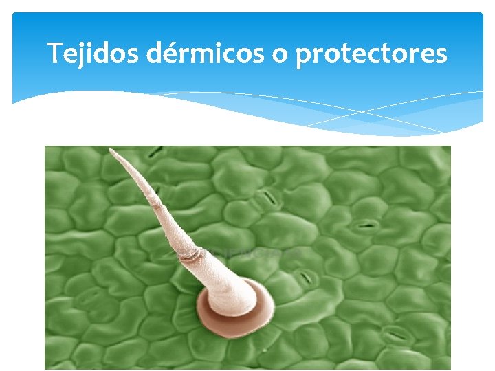 Tejidos dérmicos o protectores 