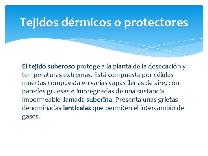 Tejidos dérmicos o protectores El tejido suberoso protege a la planta de la desecación