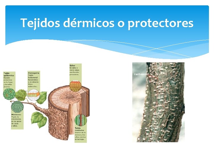 Tejidos dérmicos o protectores 