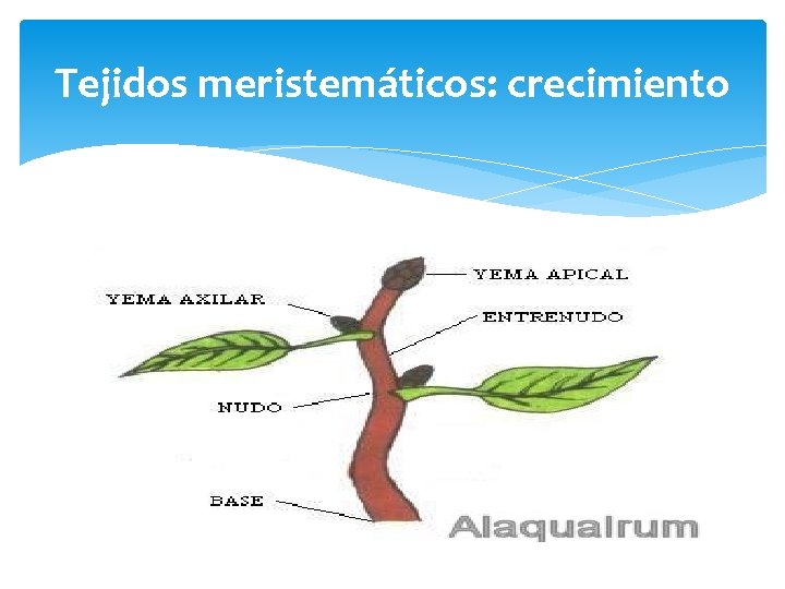 Tejidos meristemáticos: crecimiento 