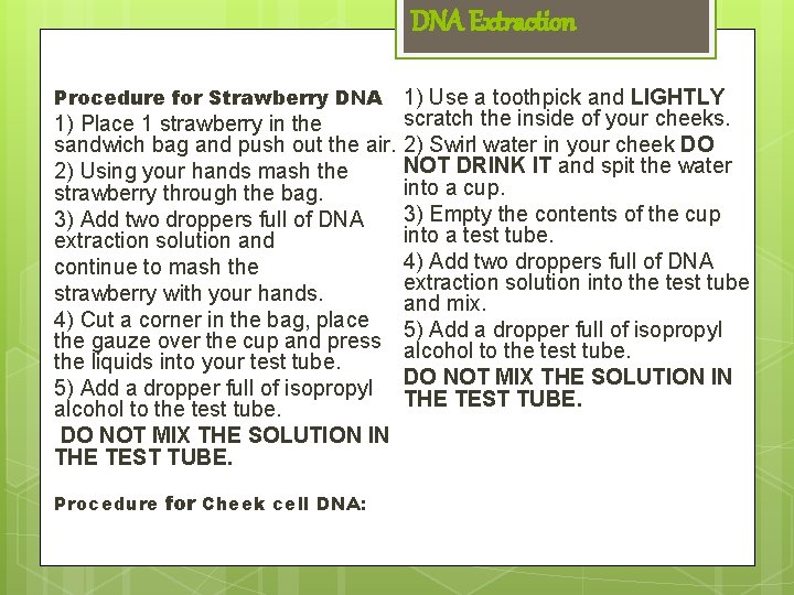 DNA Extraction Procedure for Strawberry DNA 1) Use a toothpick and LIGHTLY scratch the DNA Extraction Procedure for Strawberry DNA 1) Use a toothpick and LIGHTLY scratch the