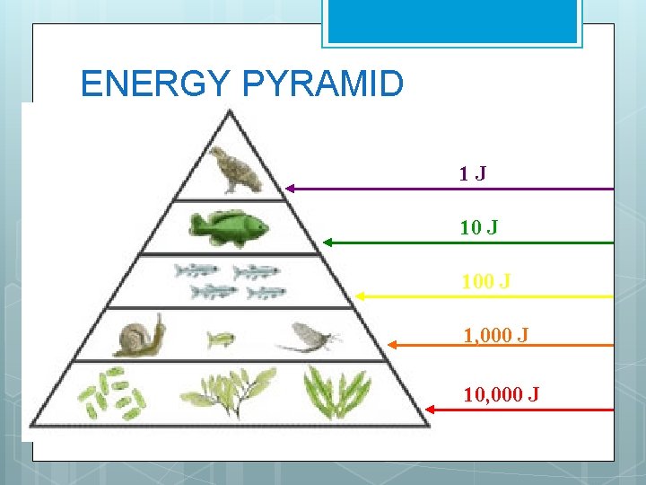 ENERGY PYRAMID 1 J 100 J 1, 000 J 10, 000 J 