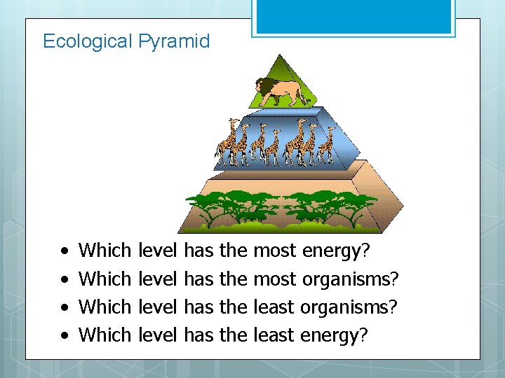 Ecological Pyramid • • Which level has has the the most energy? most organisms?