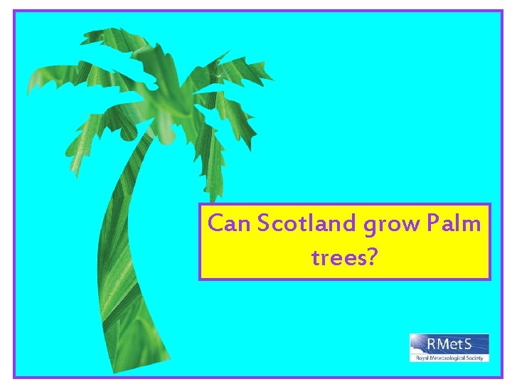 Can Scotland grow Palm trees? 