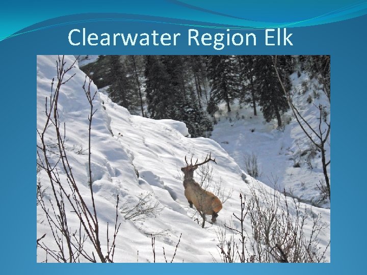 Clearwater Region Elk 